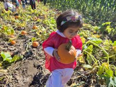 Exploring pumpkin patch